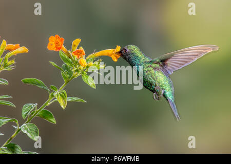 A western emerald hummingbird feeds on nectar rich flowers of the Tandayapa Valley in Ecuador. Stock Photo