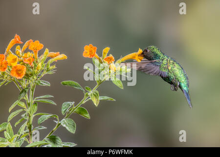 A western emerald hummingbird feeds on nectar rich flowers in the Tandayapa valley of Ecuador. Stock Photo