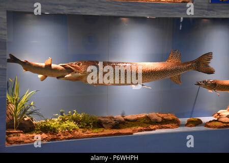 huge freshwater tank fish