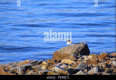 Zhangye, Zhangye, China. 3rd July, 2018. Zhangye, CHINA-Wild ducks gather at Luanniao Lake in Shandan Horse Farm, northwest China's Gansu Province. Credit: SIPA Asia/ZUMA Wire/Alamy Live News Stock Photo