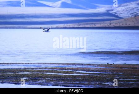 Zhangye, Zhangye, China. 3rd July, 2018. Zhangye, CHINA-Wild ducks gather at Luanniao Lake in Shandan Horse Farm, northwest China's Gansu Province. Credit: SIPA Asia/ZUMA Wire/Alamy Live News Stock Photo