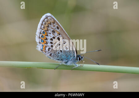 Mexico Towans, Hayle, Cornwall, UK. 3rd July 2018. UK Weather. The heatwave continues in Cornwall, with the rare Silver studded blue butterflies out on the sand dunes near Hayle. Credit: Simon Maycock/Alamy Live News Stock Photo