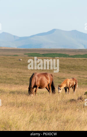 Builth Wells, Powys, UK. 3rd July 2018. After another hot day, a Welsh Mountain Pony mare and foal graze on the Mynyd Epynt range near Builth Wells in Powys, Wales, against a backdrop of The Brecon Beacons National Park.  Credit: Graham M. Lawrence/Alamy Live News. Stock Photo