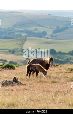 Builth Wells, Powys, UK. 3rd July 2018. After another hot day, a Welsh Mountain Pony mare and foal graze on the Mynyd Epynt range near Builth Wells in Powys, Wales, UK. Credit: Graham M. Lawrence/Alamy Live News. Stock Photo