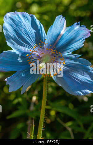 Himalayan Blue Poppy - Meconopsis Betonicifolia - showing blue petals and orange stamens. Portrait shot