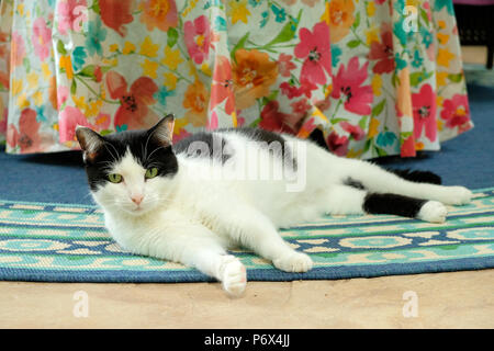 Black and white cat or tuxedo cat lying down on a patio rug relaxing at home. Stock Photo