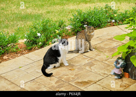 Grey tiger stripe domestic short hair tabby cat and a black and white tuxedo cat outdoors standing on a garden patio.