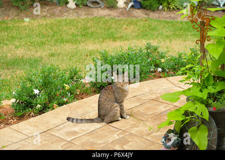 Grey tiger stripe domestic short hair tabby cat outdoors standing on a garden patio. Stock Photo
