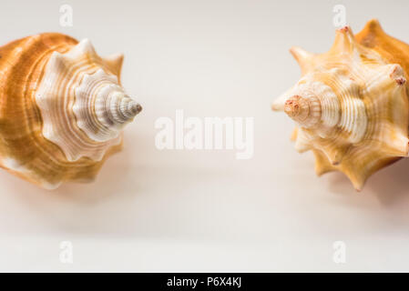 Seashells isolated on white Stock Photo