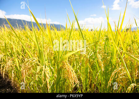 closeup beautiful yellow rice field. Stock Photo
