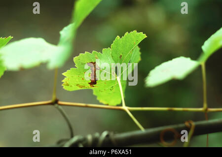 Autumn spotted grape leaves on the green background. Concept of autumn harvest or diseases of grapes. Stock Photo