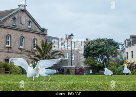 Herring Gull Larus argentatus, feeding in a park surrounded by buildings, St Mary's, Isles of Scilly, March Stock Photo