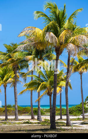 Cuba, Jardines del Rey, Cayo Guillermo, Playa El Paso, Palm trees in gardens of the Sol Guillermo hotel Stock Photo