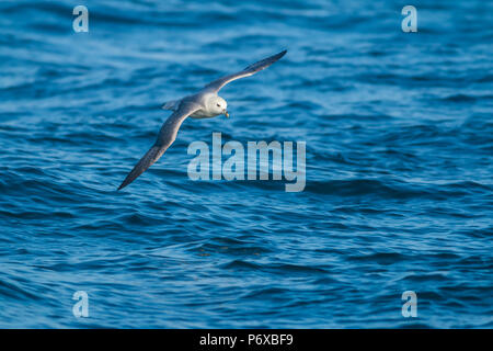 Northern Fulmar Fulmaris glacialis, flying low over a blue sea, Isles of Scilly, June Stock Photo