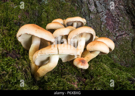 Sulphur tuft Hypholoma fasciculare, a growth of fungi on a tree stump, Cwm Llwch, Brecon Beacons National Park, Wales, November Stock Photo