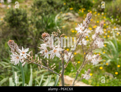 Asphodelus albus, common name white asphodel, is a herbaceous perennial plant belonging to the genus Asphodelus Stock Photo