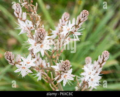 Asphodelus albus, common name white asphodel, is a herbaceous perennial plant belonging to the genus Asphodelus Stock Photo