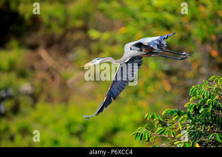Great Blue Heron, adult flying, Wakodahatchee Wetlands, Delray Beach, Florida, USA, Ardea herodias Stock Photo