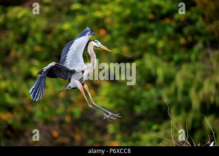 Great Blue Heron, adult flying with nesting material, Wakodahatchee Wetlands, Delray Beach, Florida, USA, Ardea herodias Stock Photo