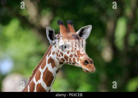 Reticulated Giraffe, adult portrait, Africa, Giraffa camelopardalis reticulata