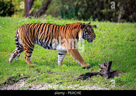 Sumatran Tiger, adult male walking, Sumatra, Asia, Panthera tigris sumatrae Stock Photo