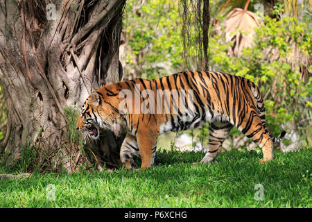 Sumatran Tiger, adult male walking, Sumatra, Asia, Panthera tigris sumatrae
