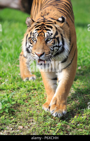 Sumatran Tiger, adult male walking portrait, Sumatra, Asia, Panthera tigris sumatrae