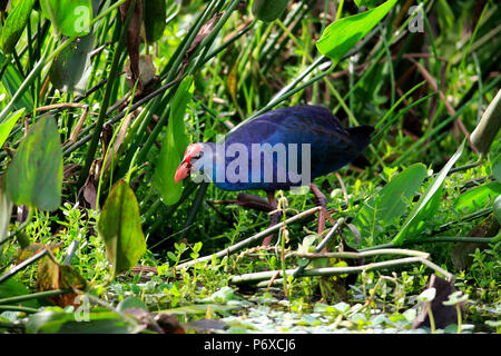 American purple gallinule, adult searching for food, Wakodahatchee Wetlands, Delray Beach, Florida, USA, Porphyrio martinicus Stock Photo