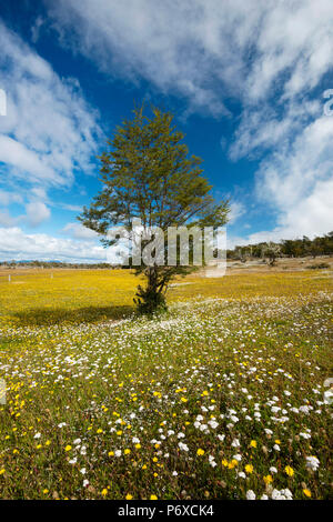 South America, Patagonia, Chile, Magallanes y la Antartica, Tierra del Fuego, tree in flower meadow Stock Photo