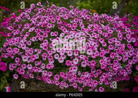 Lots of lush, abundantly flowering, colorful petunias colorful petunias galore Stock Photo