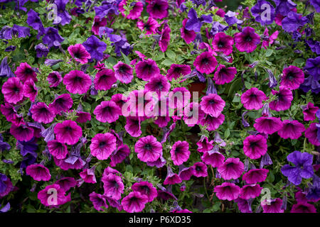 Lots of lush, abundantly flowering, colorful petunias colorful petunias galore Stock Photo