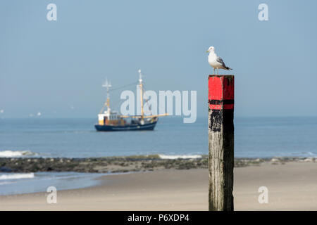 common gull, texel, netherlands, Larus canus Stock Photo