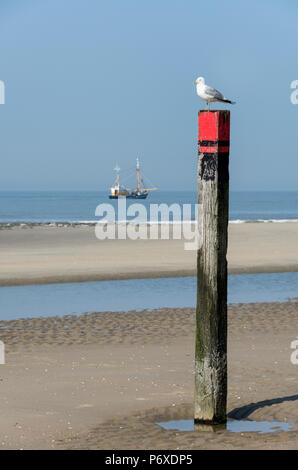 common gull, texel, netherlands, Larus canus Stock Photo