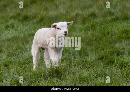 Texel sheep, texel, netherlands, Ovis orientalis aries Stock Photo