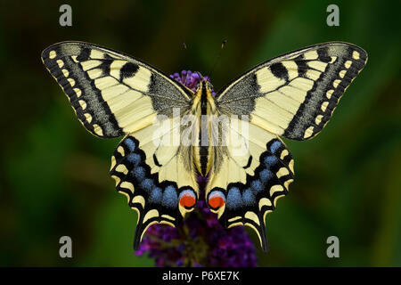 Old World Swallowtail butterfly - Papilio machaon, beautiful colored iconic butterfly from European meadows and grasslands. Stock Photo