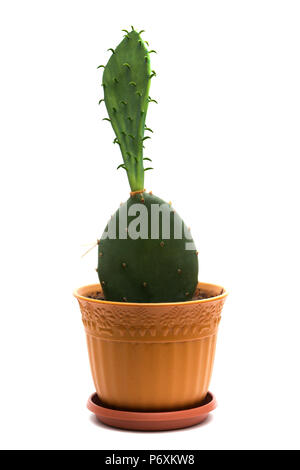Prickly pear cactus in pot on white background Stock Photo