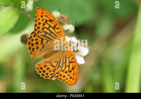 A stunning Silver-washed Fritillary Butterfly (Argynnis paphia) nectaring on a blackberry flower in woodland. Stock Photo