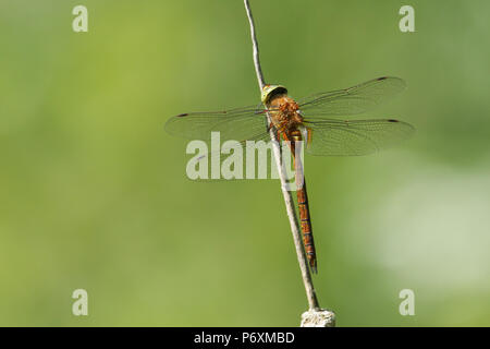 A beautiful Norfolk Hawker Dragonfly (Anaciaeschna isoceles) perching on a bulrush. Stock Photo