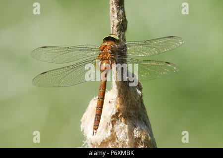 A beautiful Norfolk Hawker Dragonfly (Anaciaeschna isoceles) perching on a bulrush. Stock Photo