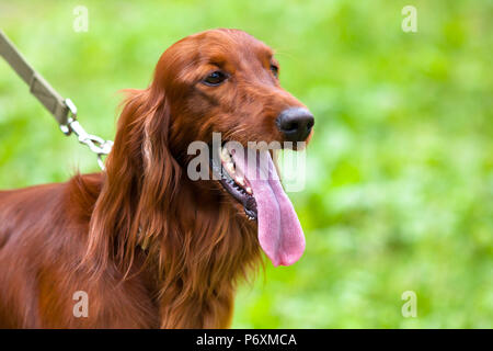 portrait of Irish setter walking on the leash Stock Photo