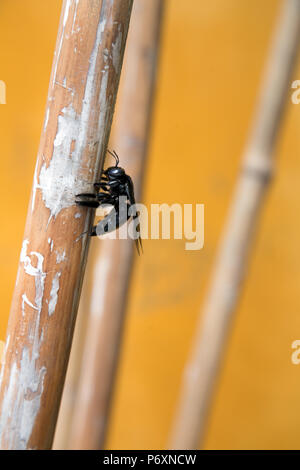 Black bee in Hoi An , Vietnam Stock Photo