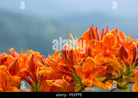 Intense orange colored blooming flowers close up Stock Photo