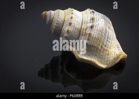 Isolated seashell on dark background Stock Photo