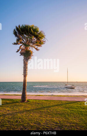 Denham, Shark Bay region, Western Australia, Australia. Palm trees on the seafront at sunset. Stock Photo