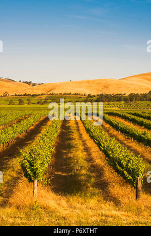 Barossa Valley, South Australia, Australia. Jacob's Creek vineyard at sunset. Stock Photo