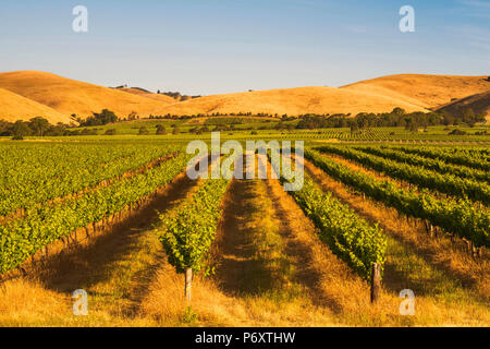 Barossa Valley, South Australia, Australia. Jacob's Creek vineyard at sunset. Stock Photo