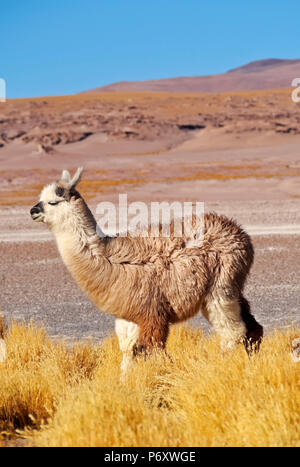 Bolivia, Potosi Departmant, Sur Lipez Province, Eduardo Avaroa Andean Fauna National Reserve, Alpaca and Jarava Ichu Grass on the shore of the Laguna Colorada. Stock Photo