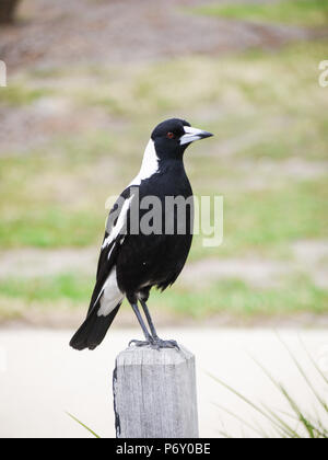 An Australian magpie perched on a wood log. Stock Photo