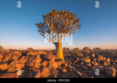 Quiver tree forest (Aloe dichotoma), Keetmanshoop, Namibia, Africa. Stock Photo