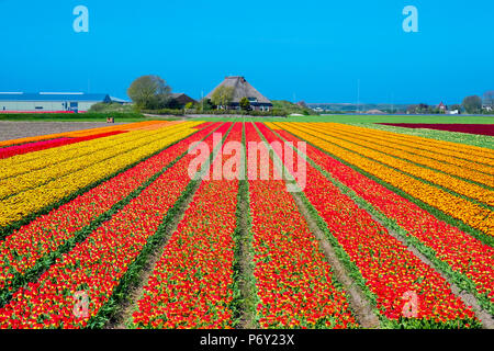 Netherlands, North Holland, Den Helder. Rows of colorful flowering tulips in a bulb field in spring. Stock Photo